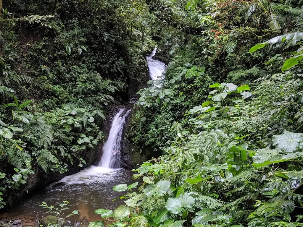 Monteverde Cloud Forest Biological Reserve