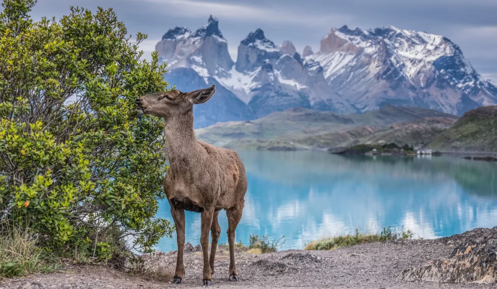 Torres del Paine National Park