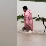 Snakes