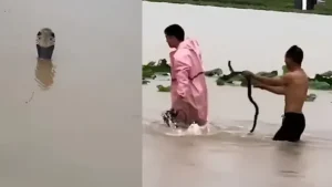 Snakes