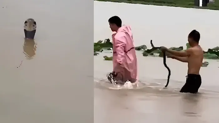 Snakes