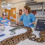 New cancer treatment method tested on a snake for the first time
