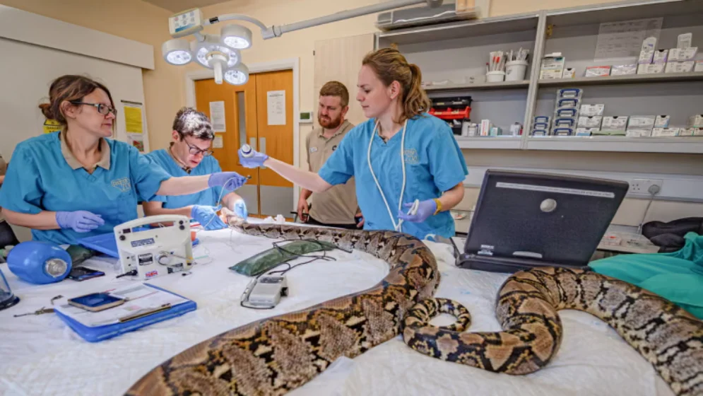 New cancer treatment method tested on a snake for the first time