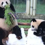 Panda diplomacy