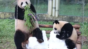 Panda diplomacy