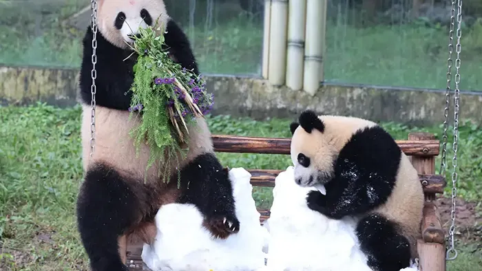 Panda diplomacy